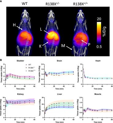 Impact of an SLC30A8 loss-of-function variant on the pancreatic distribution of zinc and manganese: laser ablation-ICP-MS and positron emission tomography studies in mice